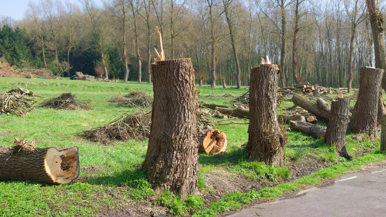 Wycinka drzew 2026. Kiedy możesz wyciąć drzewo bez pozwolenia?