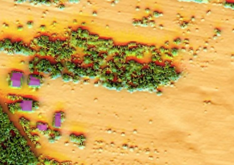 Korony drzew w Geoportalu Na Mapie