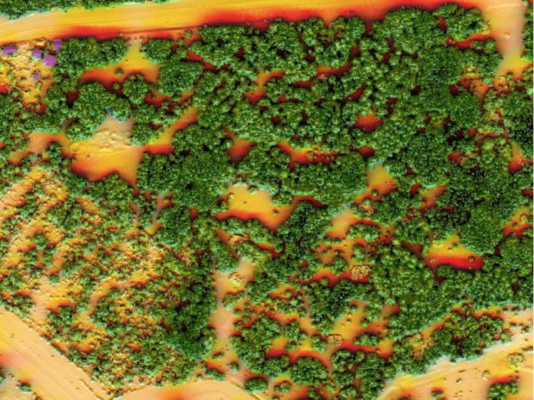 Tereny zadrzewione w województwie podkarpackim widoczne w Geoportalu Na Mapie