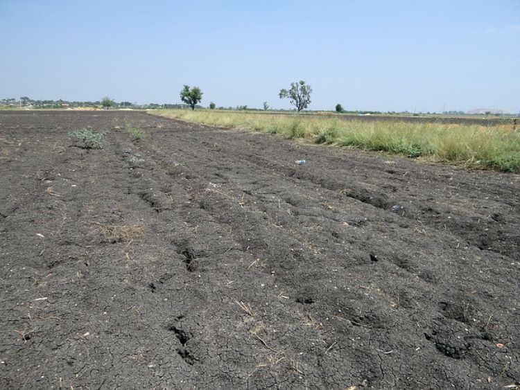 Do klas bonitacyjnych I, II, IIIa i IIIb należą głównie: czarnoziemy wytworzone, czarne ziemie, gleby brunatne, gleby płowe oraz niektóre kredowe rędziny czarnoziemne i mady próchniczne