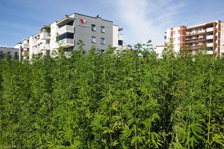 Konopne pole między blokami w Lublinie