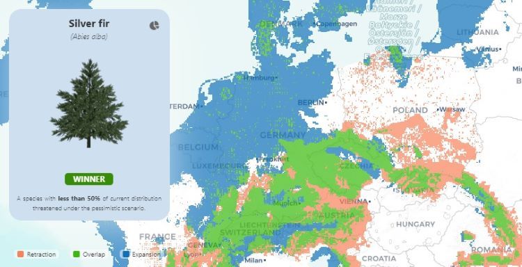 Występowanie jodły srebrzystej w Europie po 2070 r. scenariusz pesymistyczny, źródło: future forests