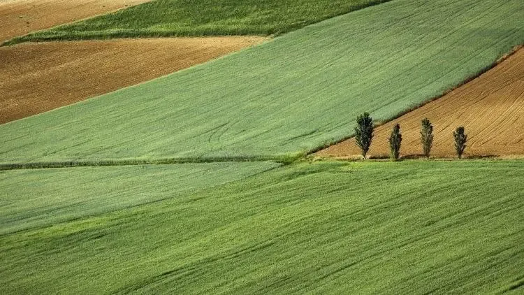 Zakup działki rolnej może wiązać się z koniecznością uprawy ziemi