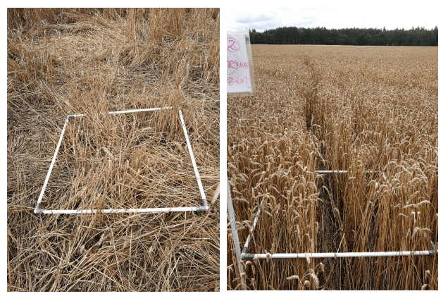 Obraz nadziemnych szkód