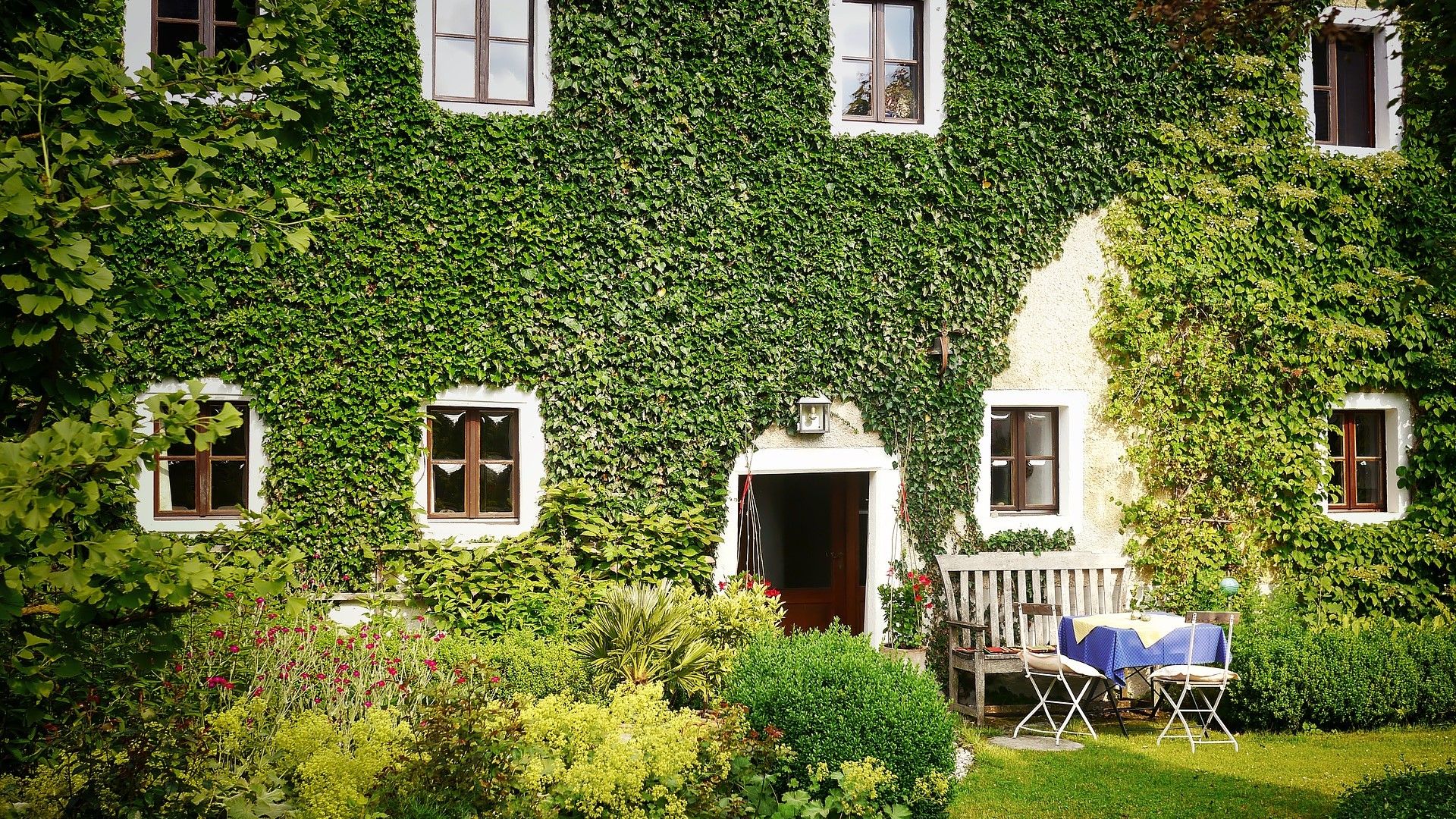 Mieszkańcy Kalisza od 1 stycznie 2022r. będą mogli liczyć na zwolnienie z podatku od nieruchomości, jeśli na dachach i ścianach budynku zasadzą pnącza i rośliny wieloletnie